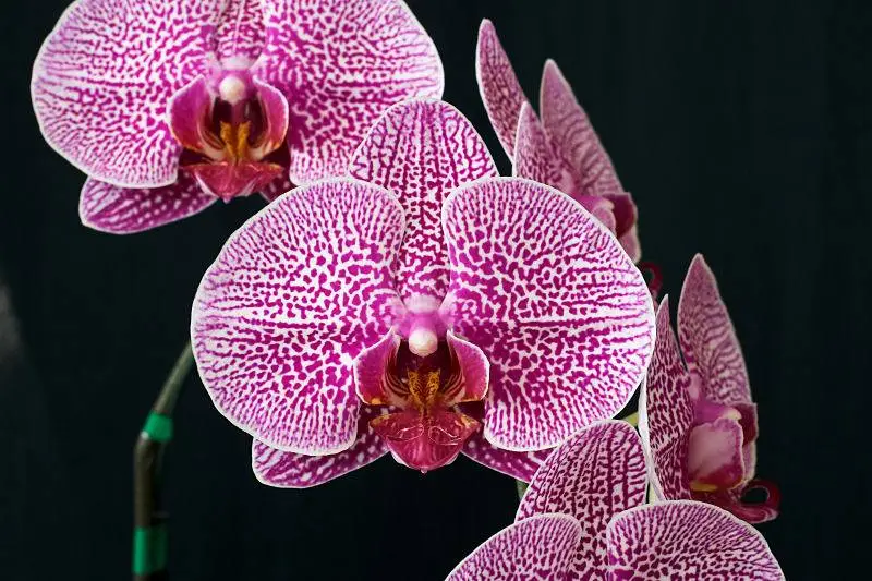 Home 45 006 2014 Phal. Hsinying Leopard SMALL