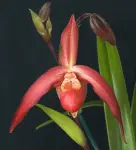 No.008 2013 Phrag. Beaumont Redvale AM Owner Tuckers Orchids Photo D Chuah