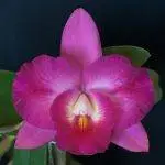 SMALL 001 2013 C. Dendis Flare Yvonne AM Owner B Calder Photo D Chuah