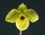 SMALL 015 2013 Paph. Norito Hasegawa Shellnick AM Owner Chris Whitby Photo D Chuah