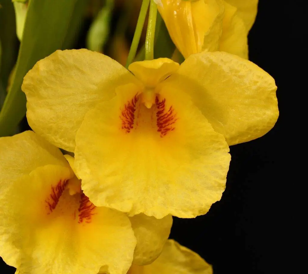 Home 33 Dendrobium Golden Ayay Special AM/NZOS