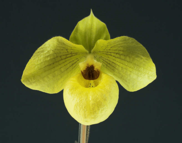 No.015 2013 Paph. Norito Hasegawa Shellnick AM Owner Chris Whitby Photo D Chuah